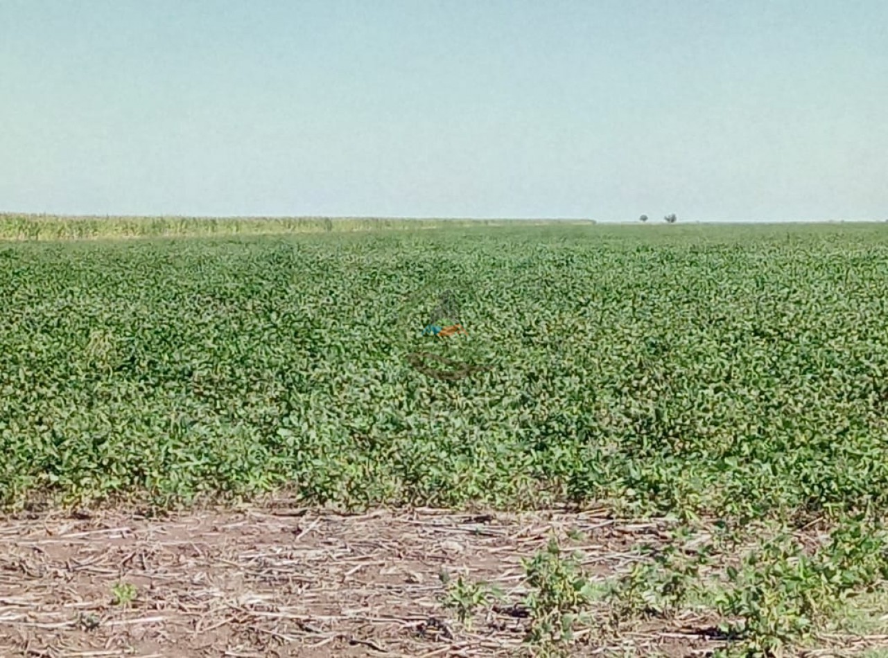 1320 ha Mixtas - Laboulaye