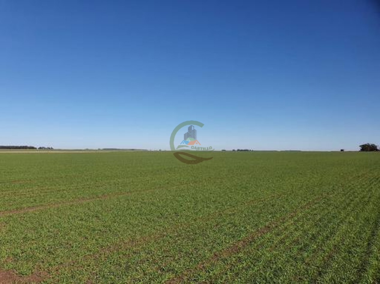 1370 Ha Agricolas - Gral Alvear
