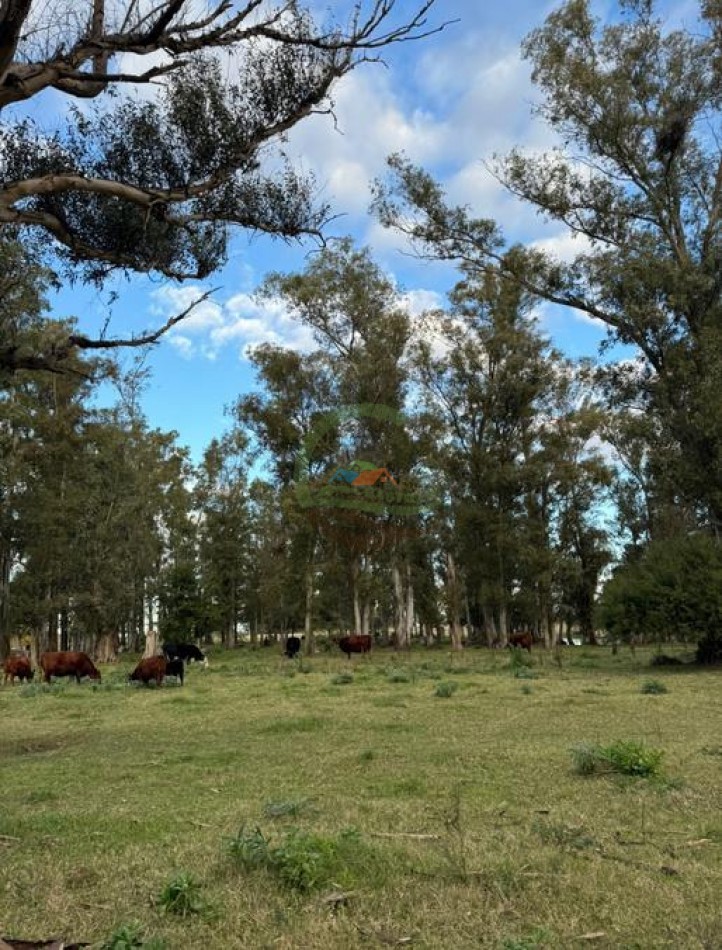 60 Ha Mixto - Las Flores