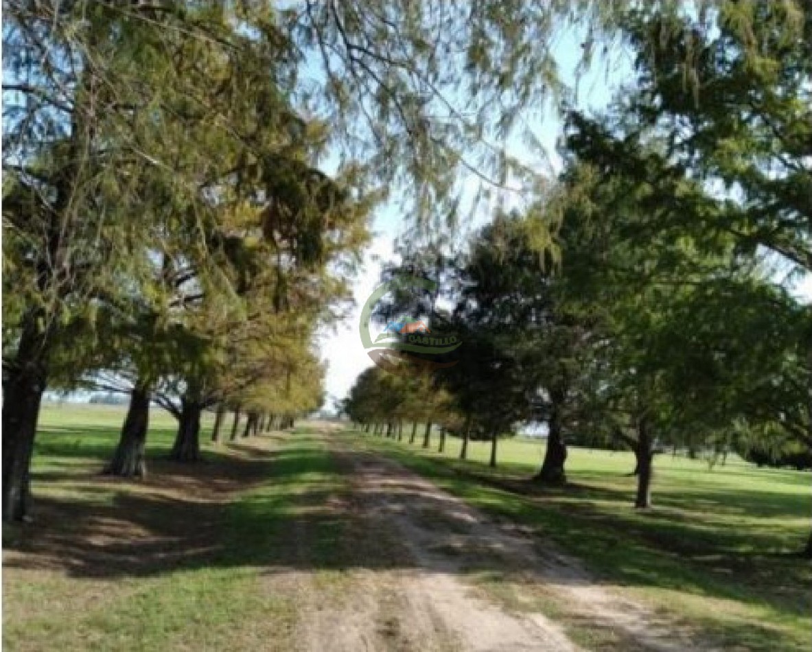 975 Ha Agricolas - San Antonio de Areco