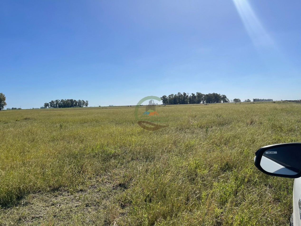 81 ha Mixto - Alvear