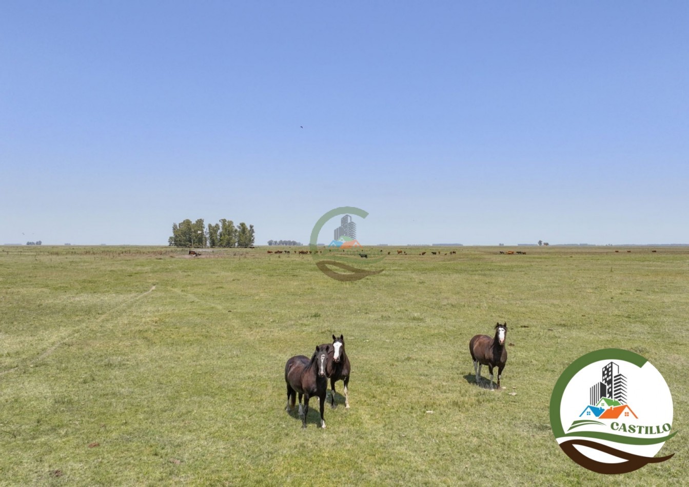 3275 ha ganaderas - general alvear