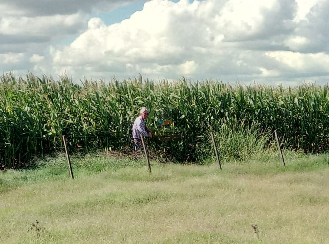 1320 ha Mixtas - Laboulaye