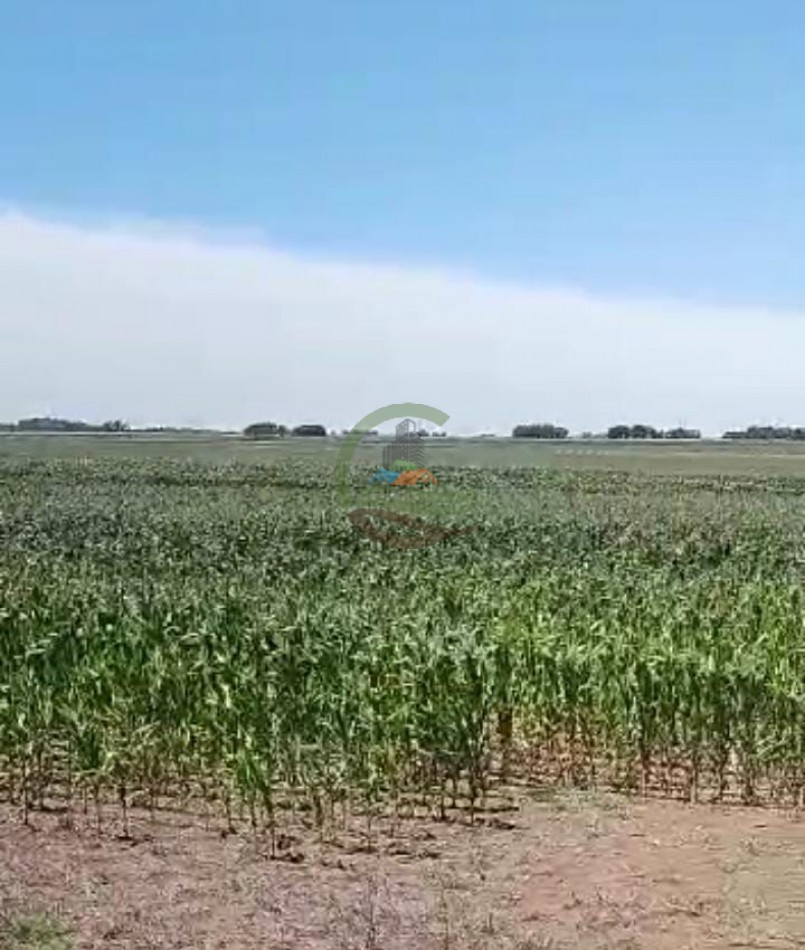 70 ha Agricolas - daireaux