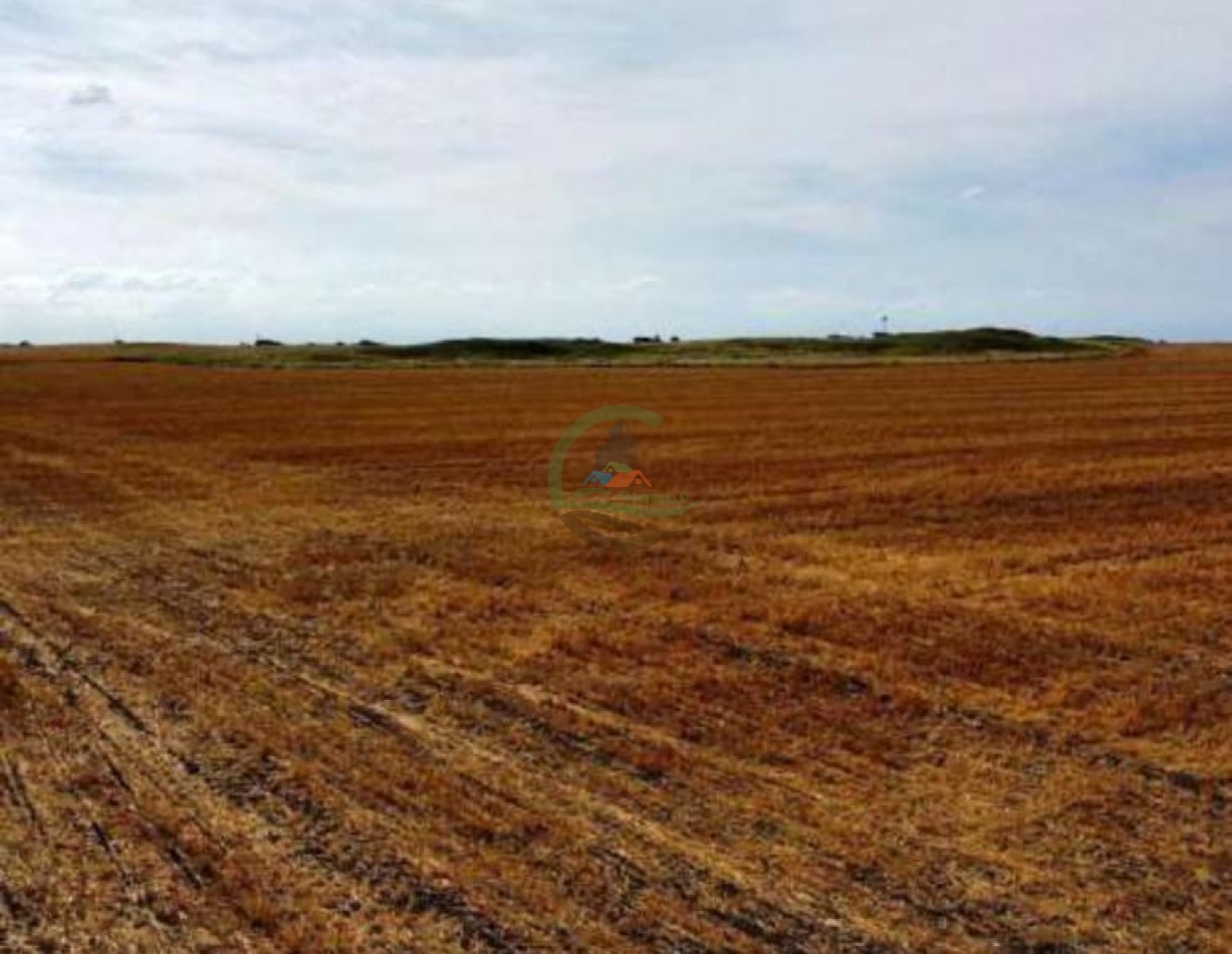 389 Ha Mixtas - Macachin - Cordoba