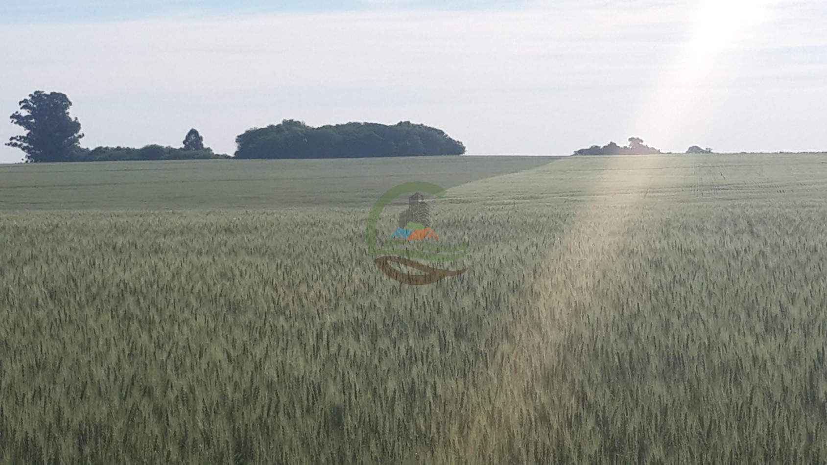 575 Ha Agricolas - Victoria - Entre Rios