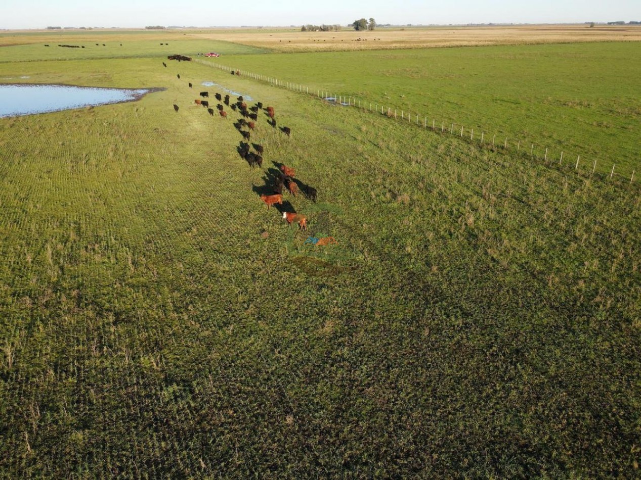 1437 Ha Mixta - Olavarria