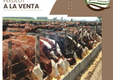 109 ha Feed Lot - Las Flores