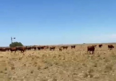 800 Ha Mixto - San German - Buenos Aires