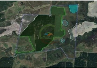 600 Ha Mixto - Lincoln