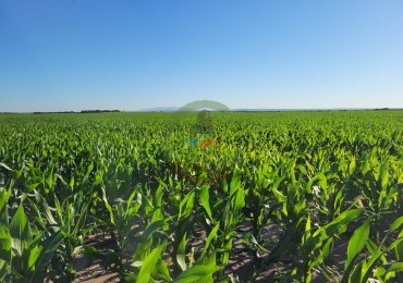 2000 ha Agricola - Rio Cuarto