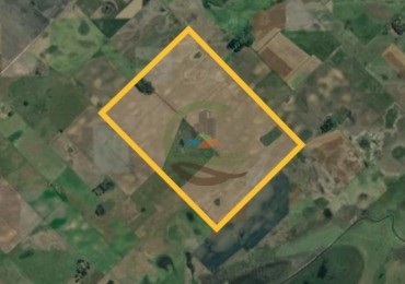 165 Ha Mixto - Urdampilleta - Bolivar