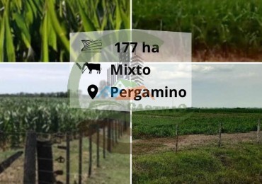 177 ha Mixtas - Pergamino 