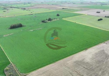 211 Ha Agricolas - Arrecifes