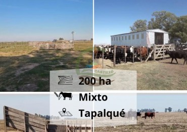 200 ha MIxtas . Tapalque 