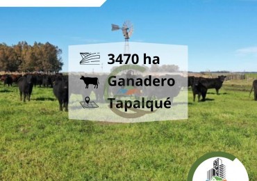 3485 ha Ganadero - Tapalque