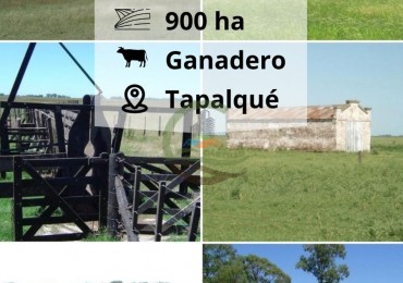 900 ha Ganadera - Tapalque 