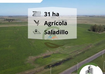 31 ha Agricolas - Saladillo 