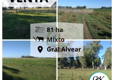 81 ha Mixto - Alvear