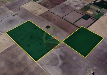 95 Ha Agricolas - Junin