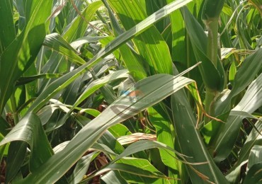 336 Ha Agricolas - Rio Cuarto - Cordoba