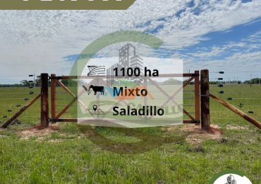 1180 ha  mixtas- Saladillo