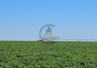 730 Ha Agricolas - Carmen de Patagones