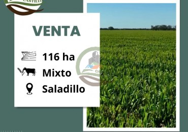 116 ha Agricola - Saladillo