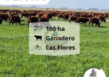 167 ha ganadero - las flores