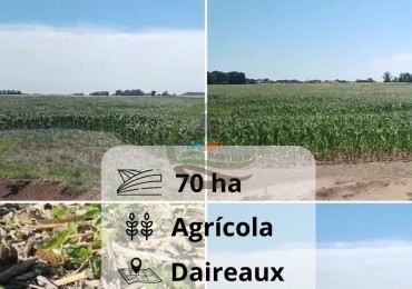 70 ha Agricolas - daireaux