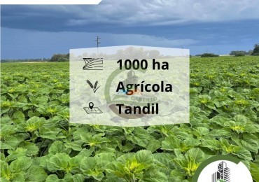 1007 Ha Agricolas - Tandil