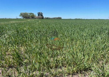 102 ha Agricolas - 25 de Mayo 