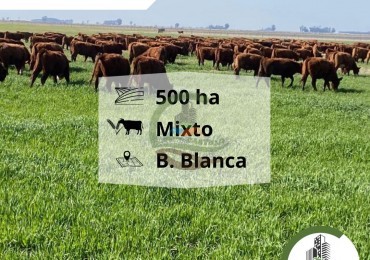 500 ha mixtas - bahia blanca