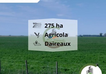 280 ha agricolas - daireaux