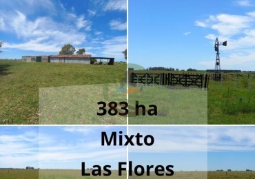 383 ha Mixtas - Las Flores