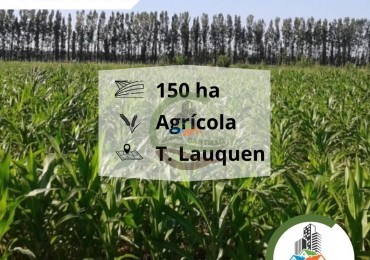 157 ha agricolas - trenque lauquen