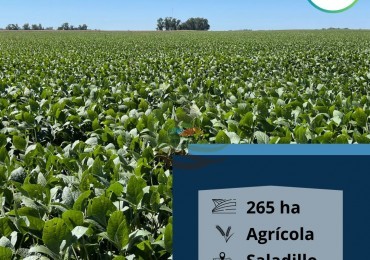 265 HA Agricolas - Saladillo