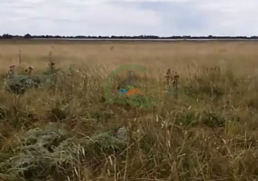 138 Ha Mixto - Chascomus