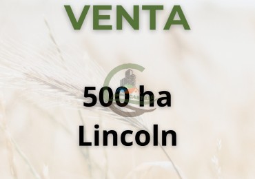 500 ha mixto - lincoln