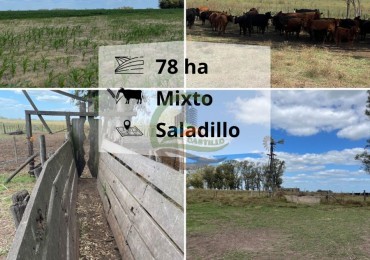 78 ha Mixtas - Saladillo