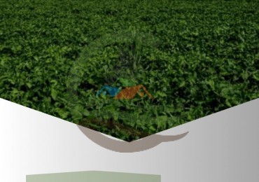 307 ha Agricolas - Balcarce