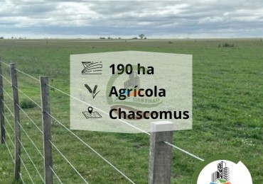 192 ha agricolas - chascomus