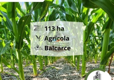 113 ha agricolas - balcarce