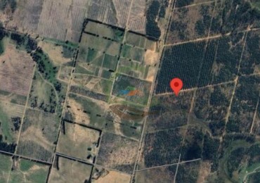 133 Ha Forestacion - Concordia - Entre Rios 