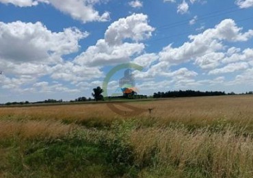 174 Ha Mixto - Brandsen