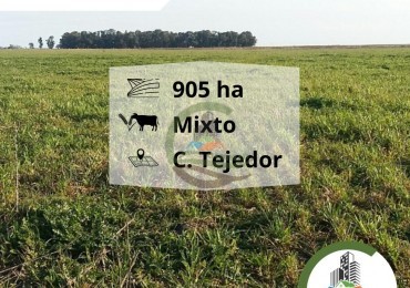 931 ha Mixto - Carlos Tejedor