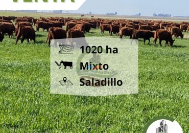 1025 ha mixta - saladillo