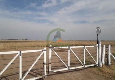 292 Ha Agricolas - Marucha - Carlos Tejedor