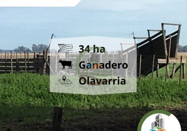 34 ha ganadera - Olavarria