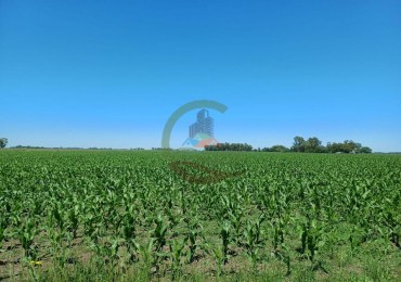 170 Ha Agricolas - Saladillo - Reynoso